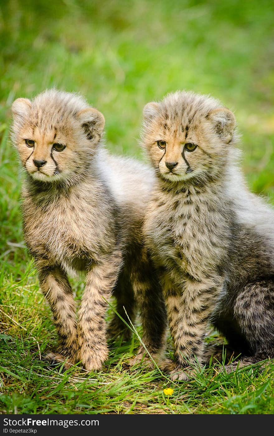 2 Yellow and Black Cheetah Sitting Together