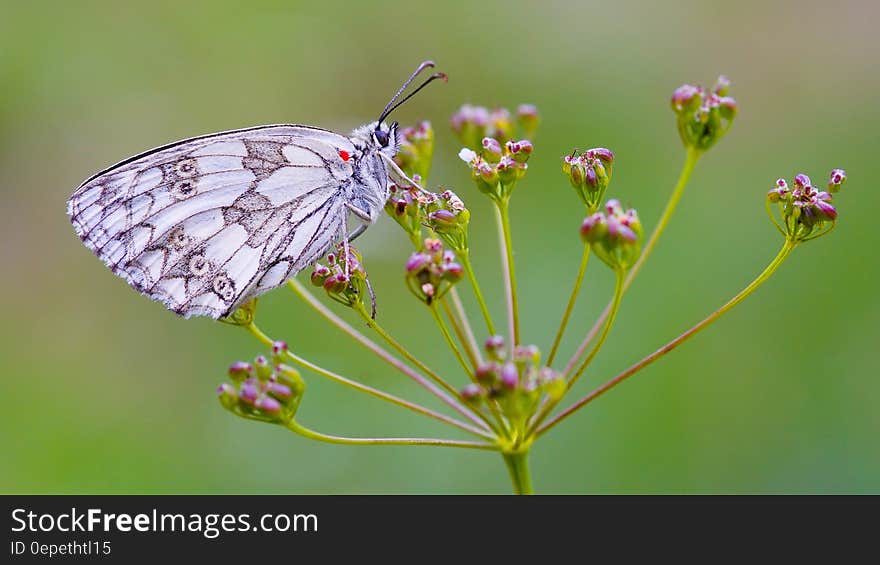 White and Gray Butterfly on Red Flower during Daytime