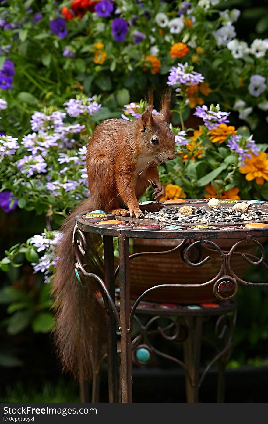 Brown Squirrel in Black Metal Round Table during Daytime