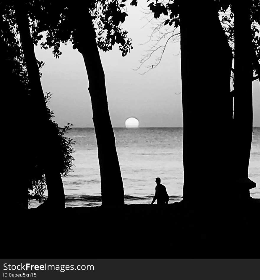 Silhouette of people between trees at sunset along beach. Silhouette of people between trees at sunset along beach.