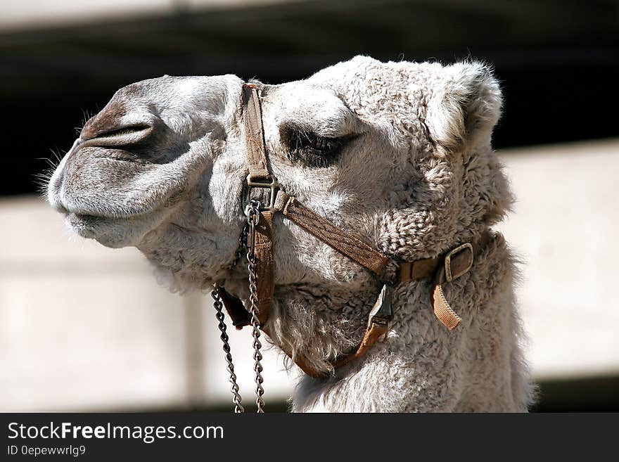 Close Up Photo of Gray Camel