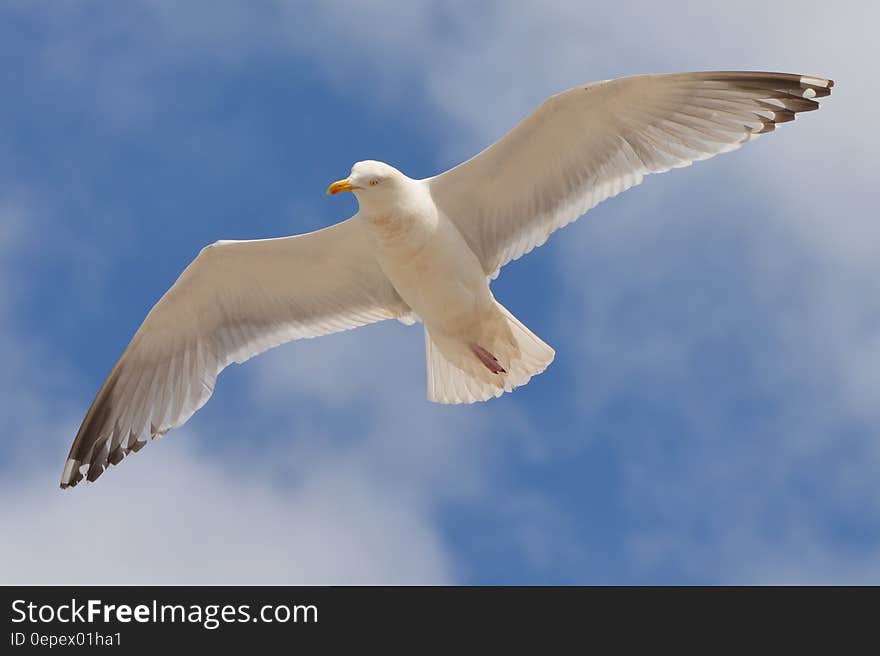 White Bird Flying Under the Blue and White Sky during Daytime