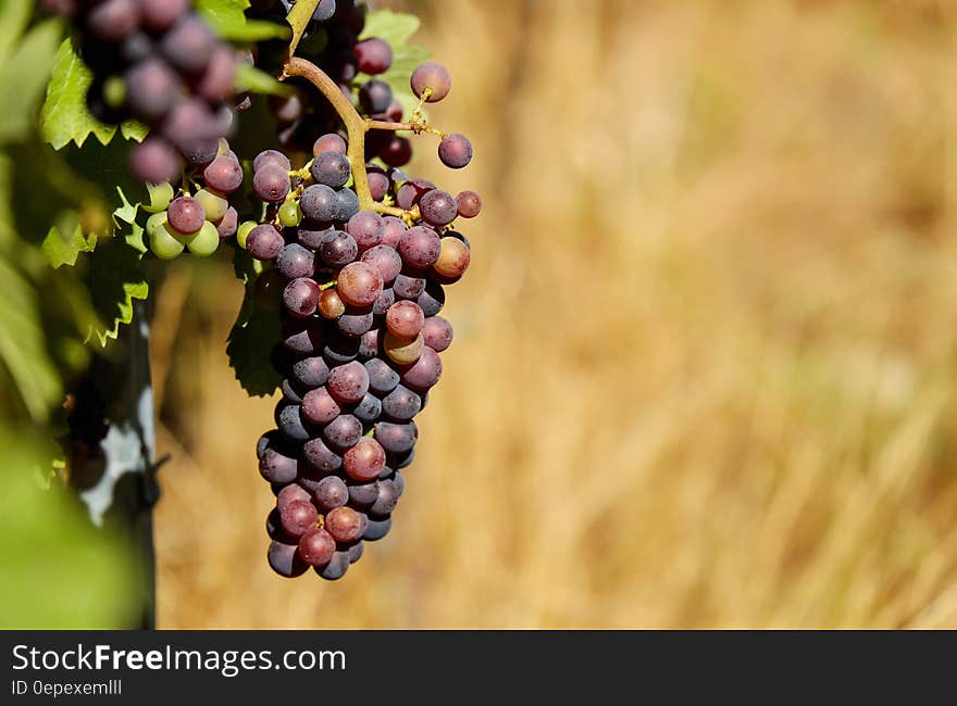 Shallow Focus Photography of Purple Grapes