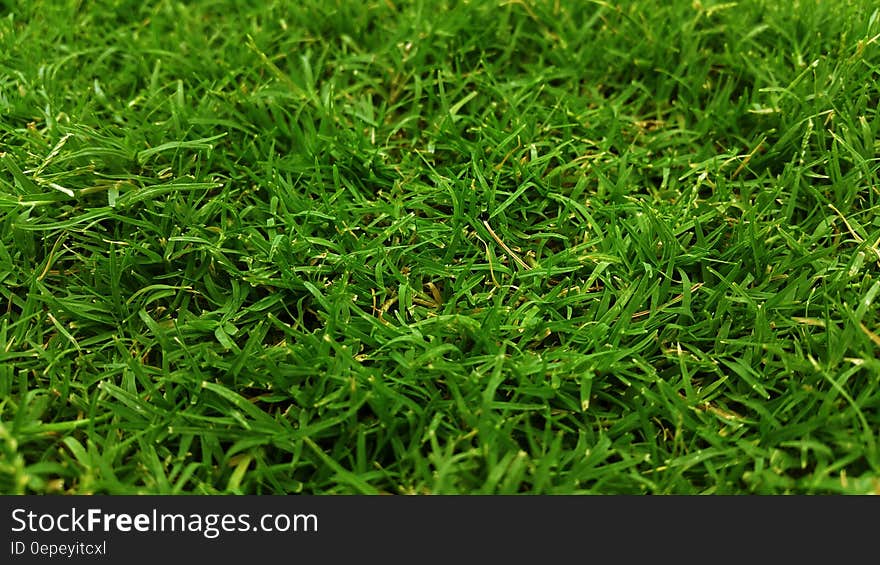 Green Grass