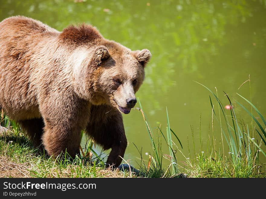 Grizzly Bear Walking Beside Pond