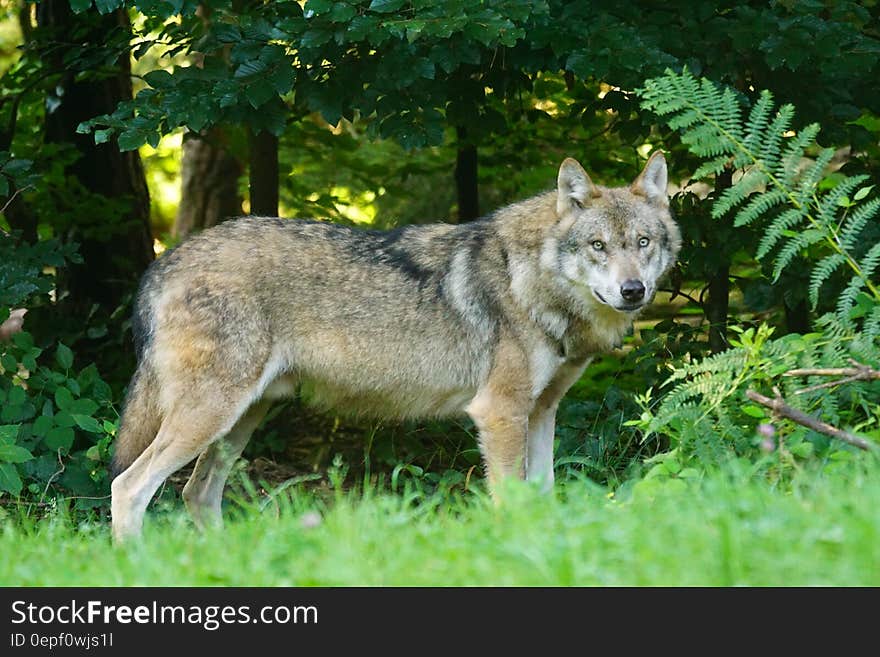 Brown Wolf Standing on Green Grass