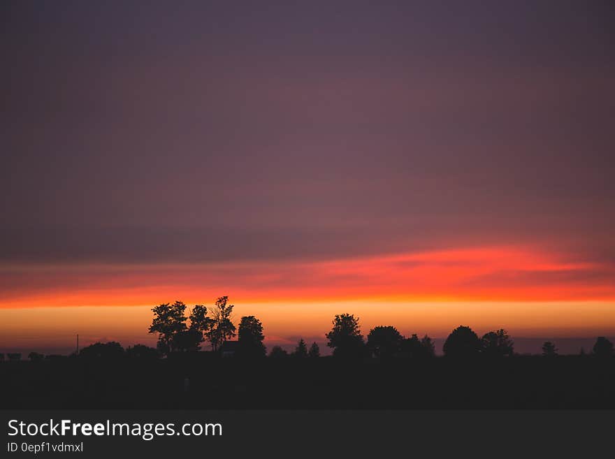 Silhouettes of Trees During Dawn