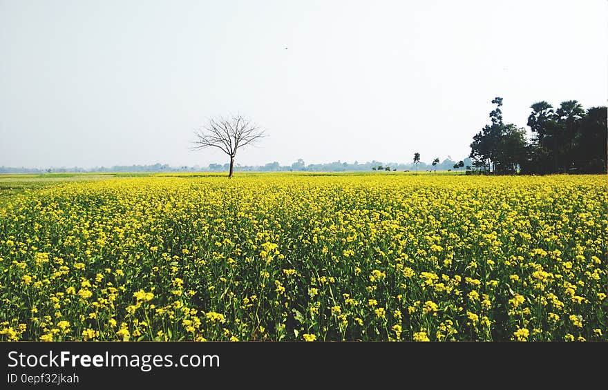 Green and Yellow Flower Field