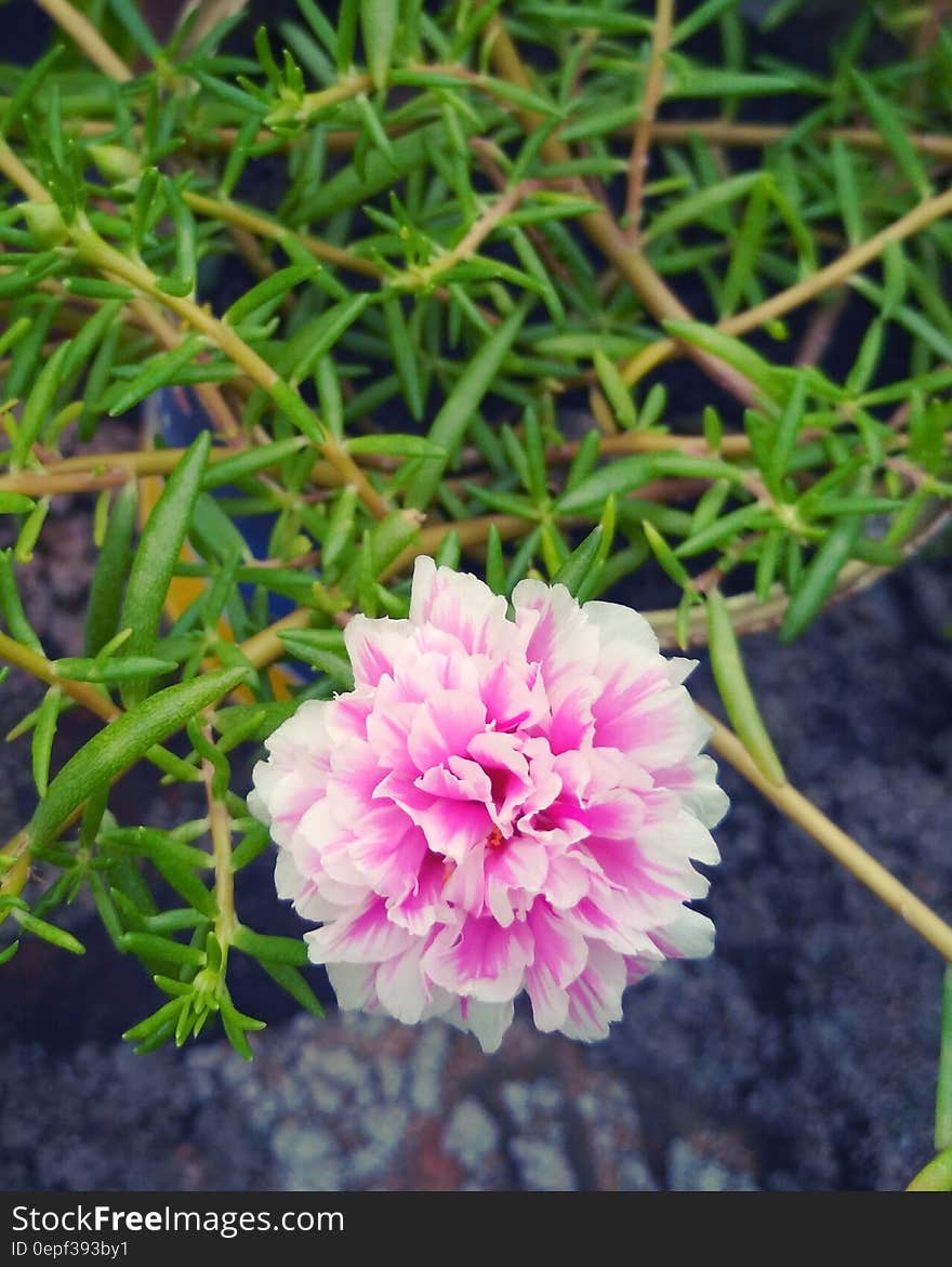 Pink and White Petal Flower