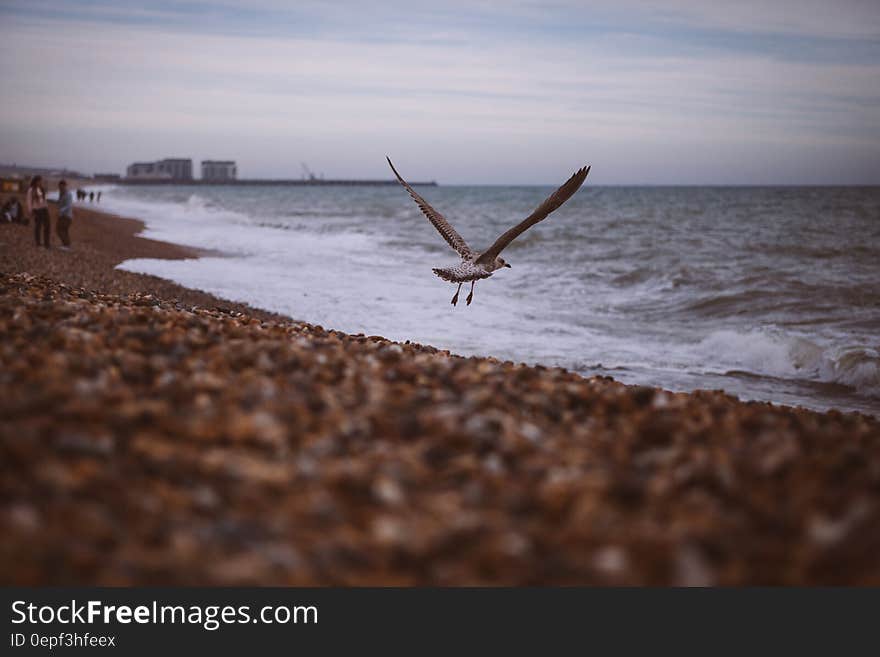 Black and White Bird Flying Near Wide Ocean during Daytime