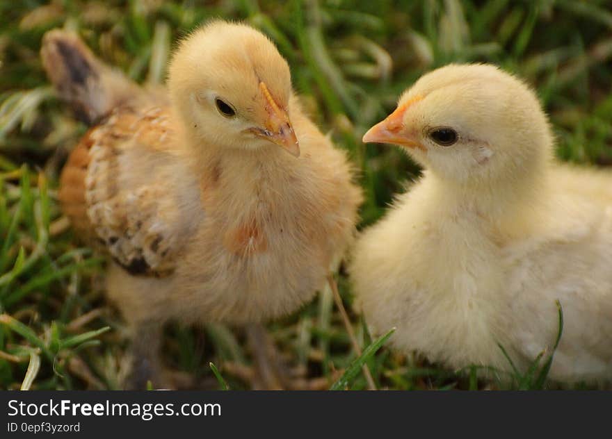 2 Yellow Chick on Grass