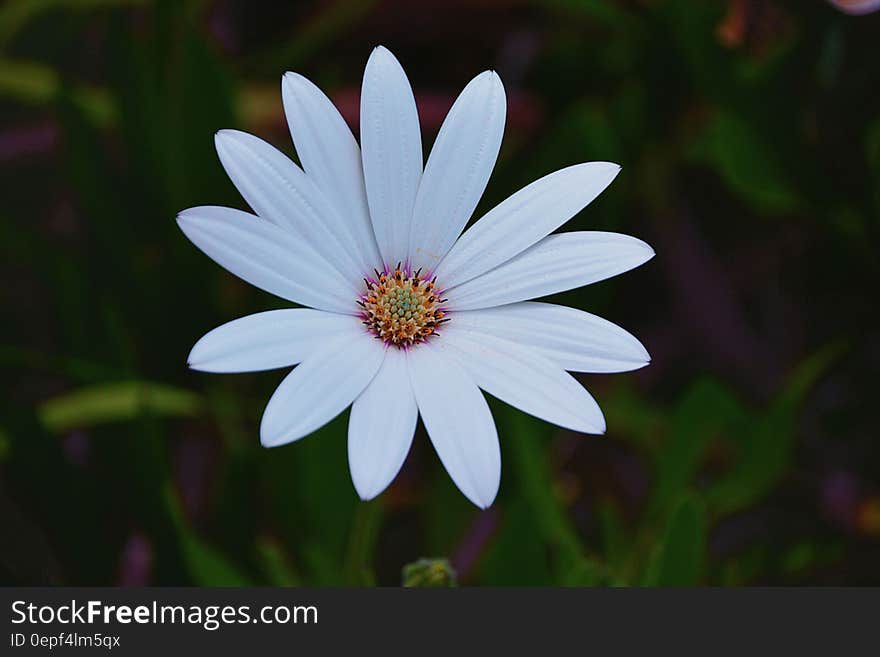 Focus Photo of White Petaled Flower