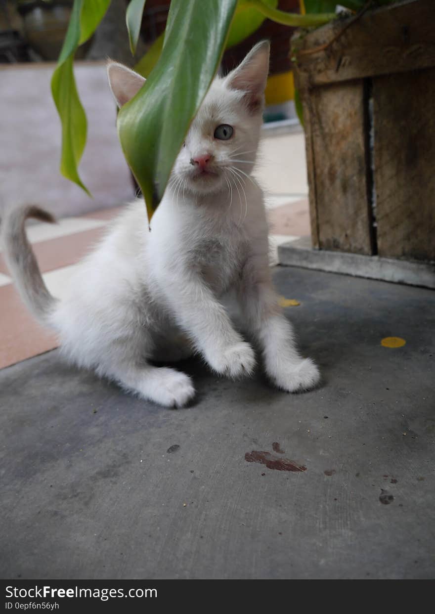 White Kitten Near Green Leaf Plant