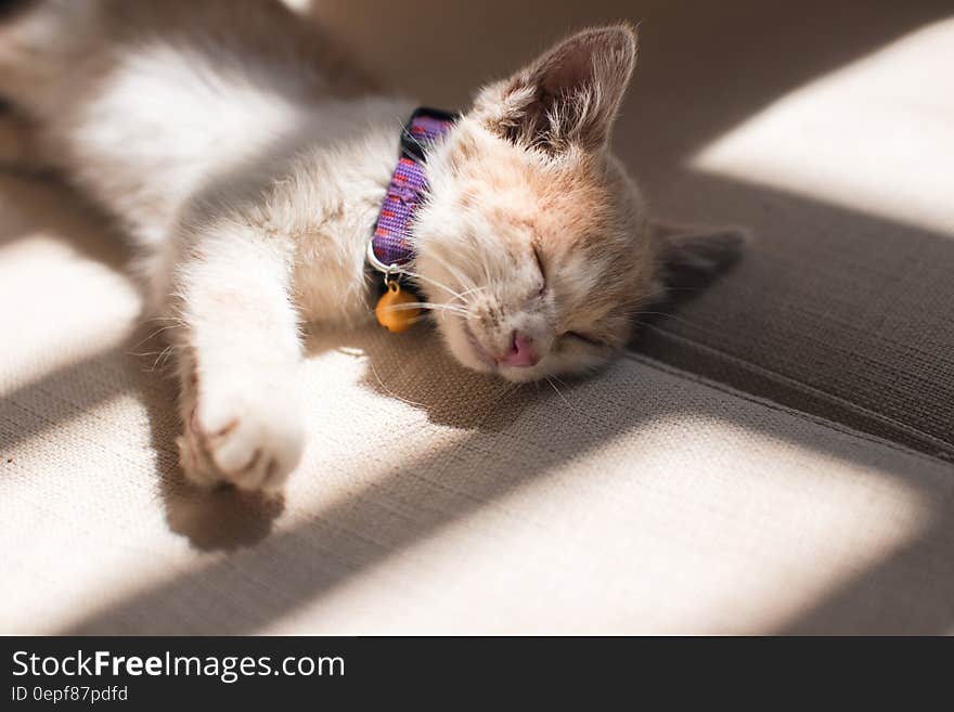 Orange Cat Sleeping on the Grey Surface