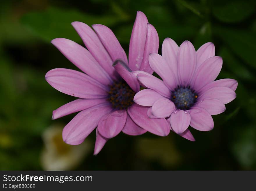 2 Purple Petaled Flower in Selective Focus Photography