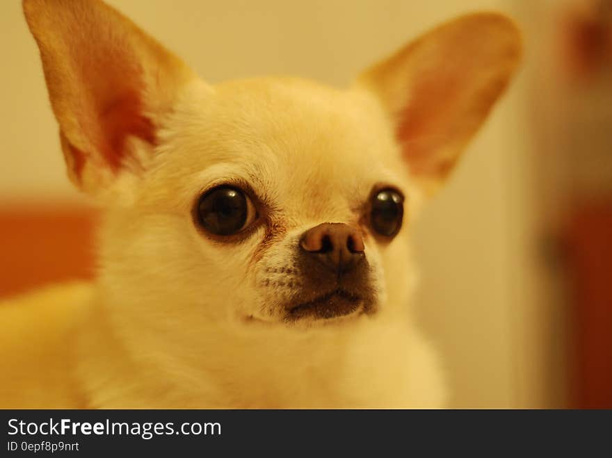 White Short Coat Dog