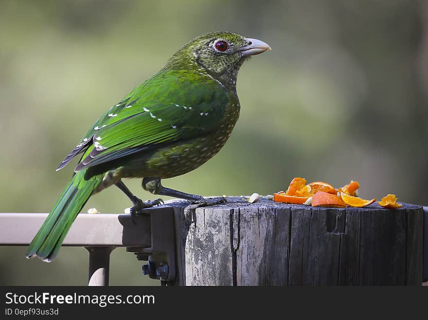 Green and Lime Bird on Gray Wood Log