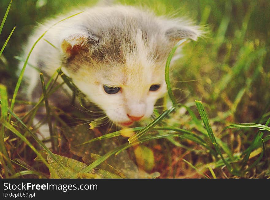 White and Gray Kitten in Grass Field during Daytime