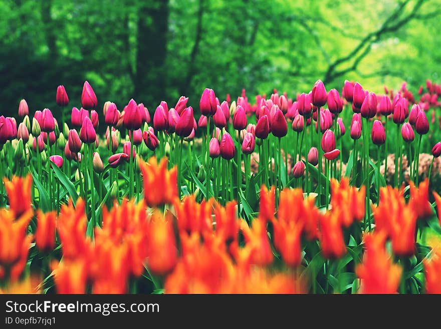 Orange and Pink Flowers during Daytime