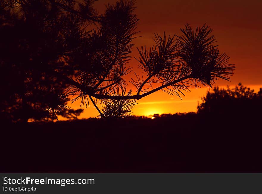 Silhouette Photography of a Tree