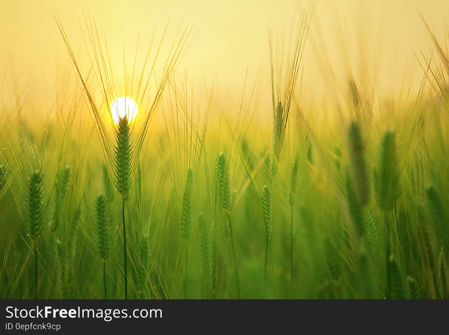 Green barley grass in field against yellow skies at sunrise. Green barley grass in field against yellow skies at sunrise.