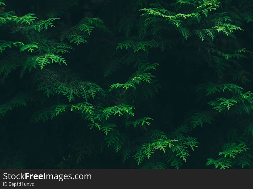 Green Pine Tree Leaves