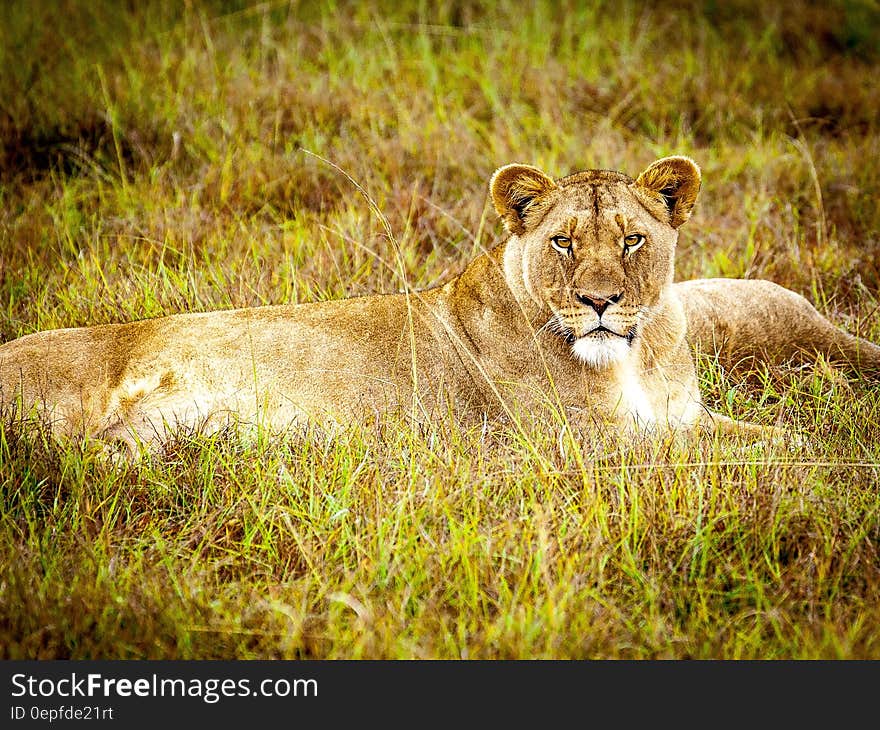 Brown Lioness