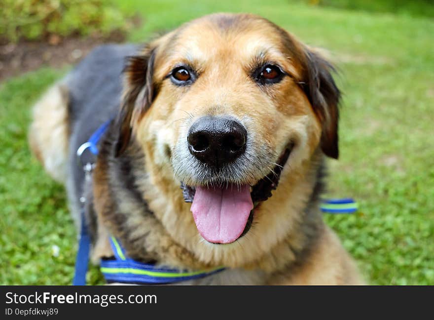 Brown and Black Medium Size Dog