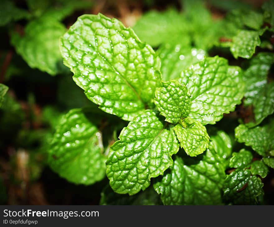 Green Mint Photo