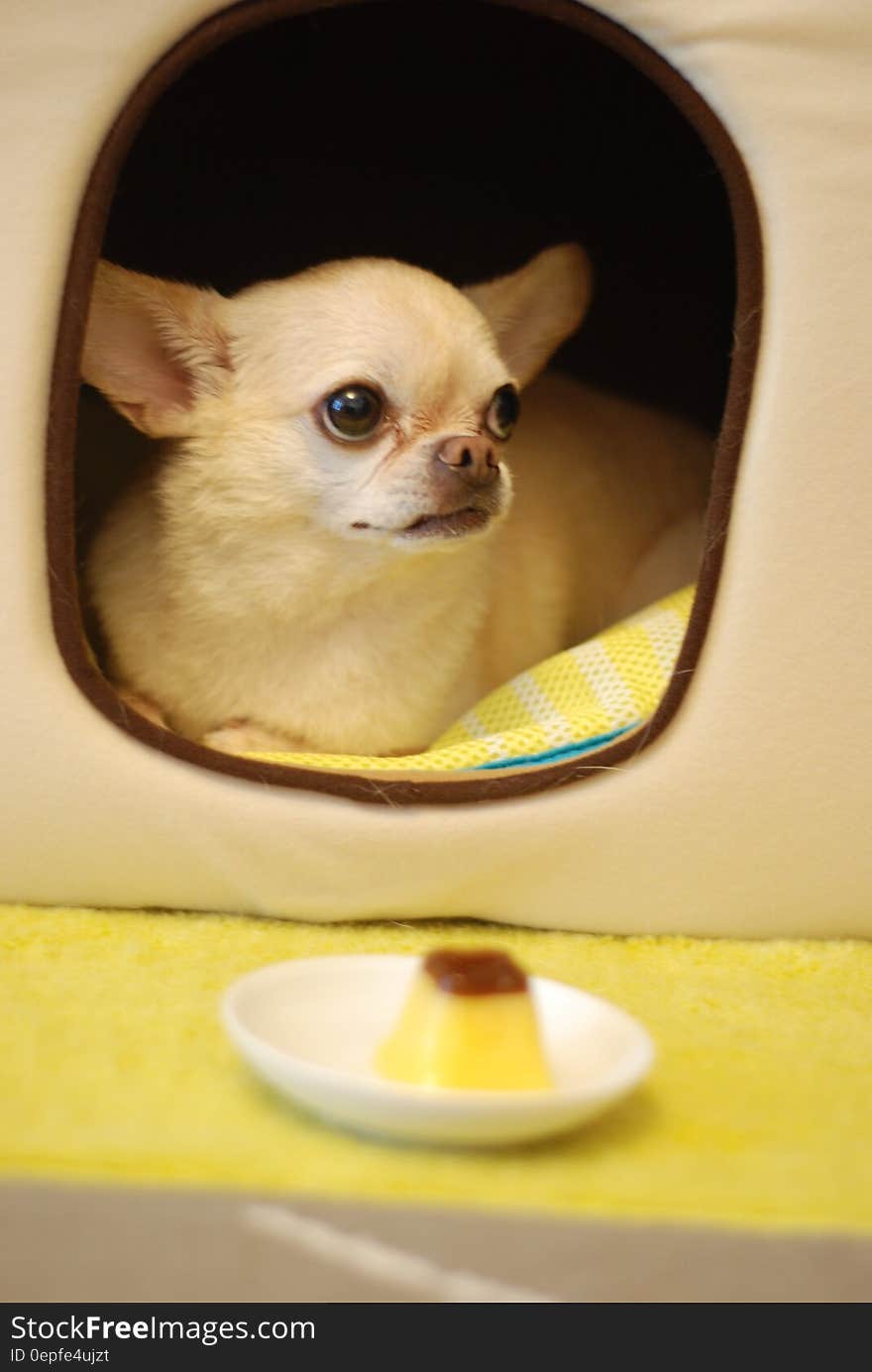 Small Chihuahua dog inside house.