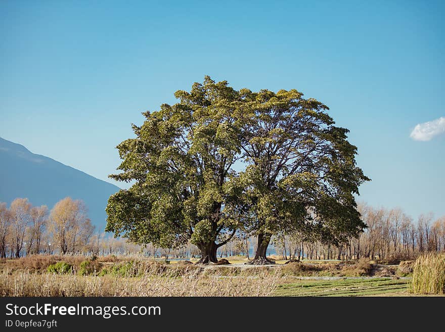 Green Leaf Trees in a Distant of Mountain Under Clear Blue Sky