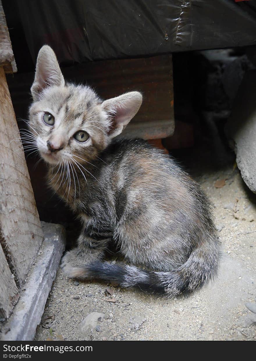 Black Tabby Cat Beside Brown Wooden Table