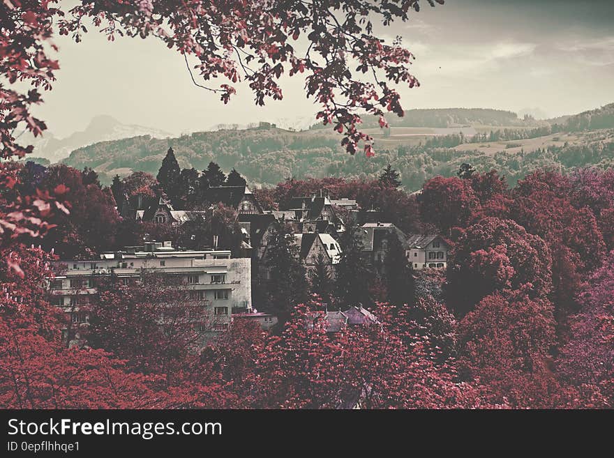 City Buildings Surrounded Maroon Leaved Forest during Daytime