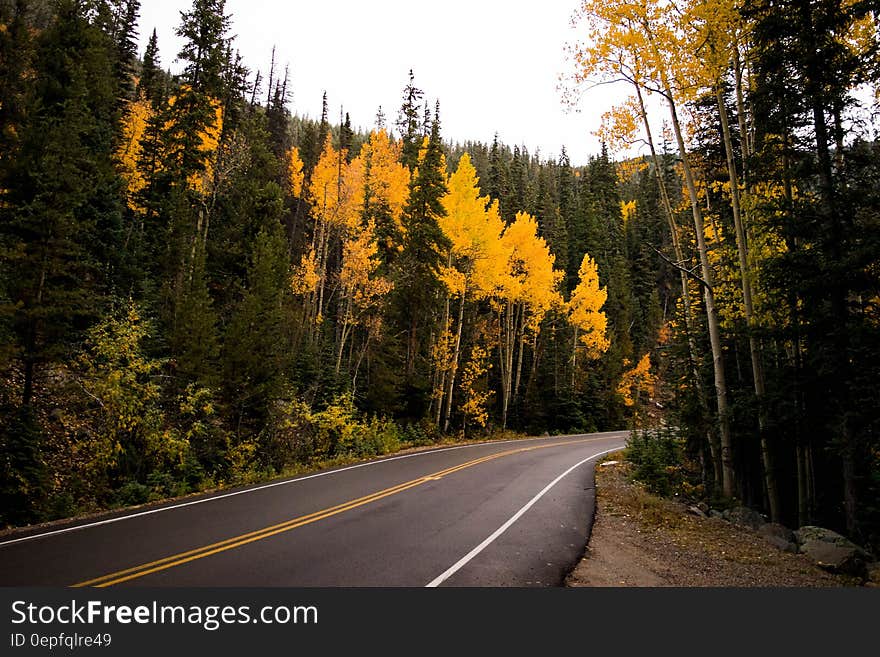 Forest and Concrete Road