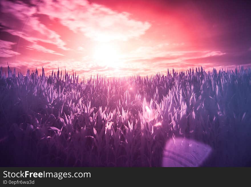 Sunset in infrared over field of grass. Sunset in infrared over field of grass.