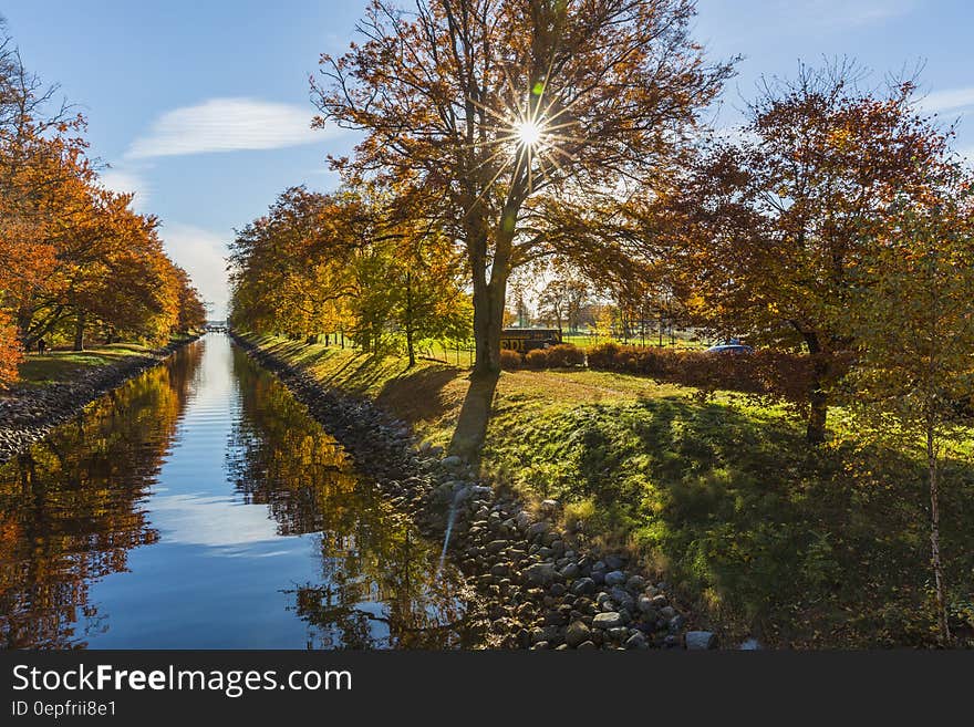 Brown Tree Near Green and Brown Grass Beside River