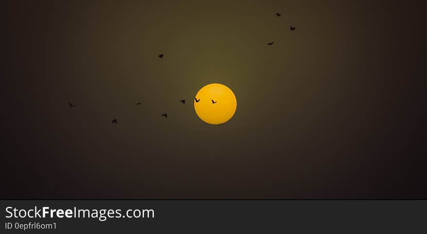 Silhouette of birds flying in front of setting sun. Silhouette of birds flying in front of setting sun.