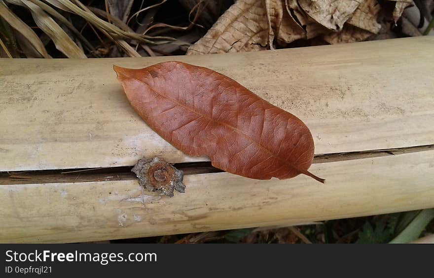 Brown Leaf on Brown Bamboo