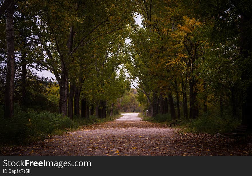 Gray Asphalt Roadway Besides Green Leaf Tree