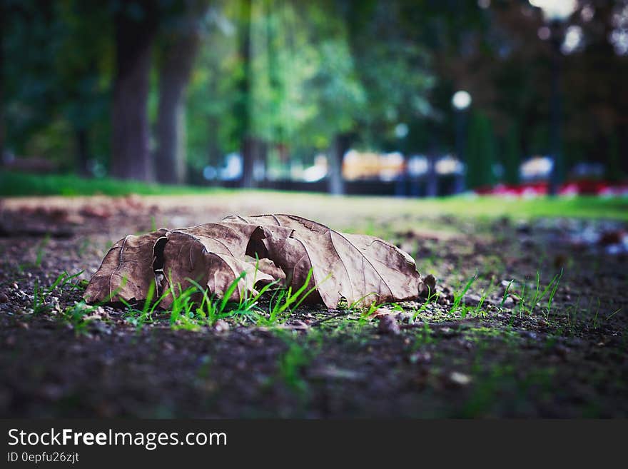 Selective Photo of Dry Leaf on Ground