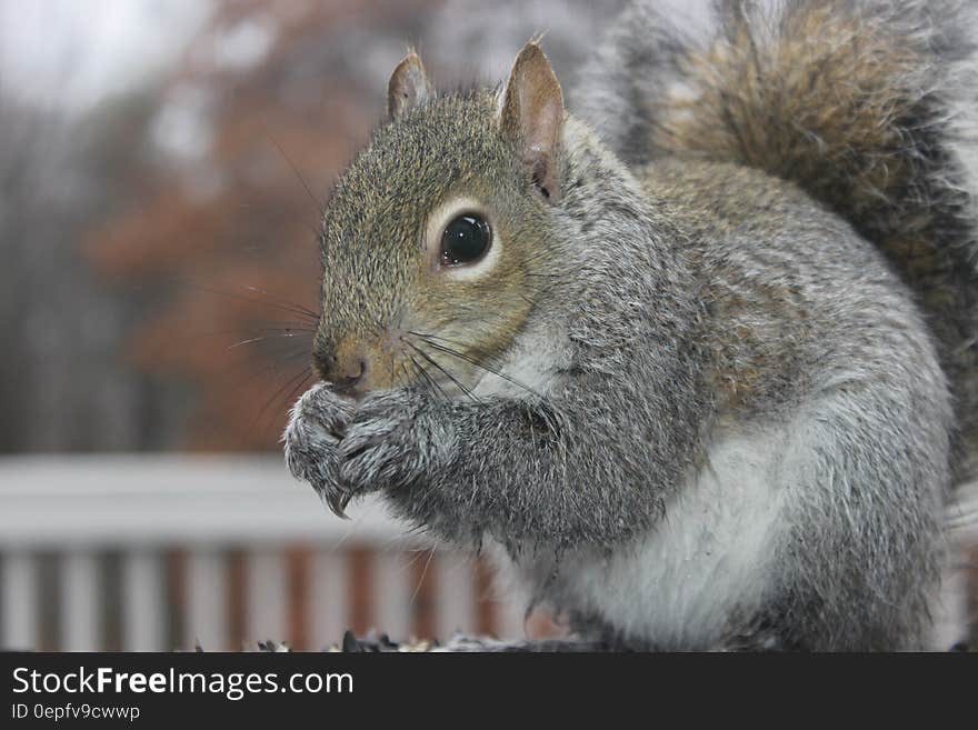 Brown squirrel eating on patio outdoors. Brown squirrel eating on patio outdoors.