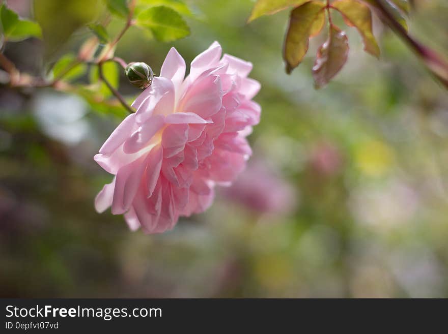 Close up of pink rose bud on bush in sunny garden.