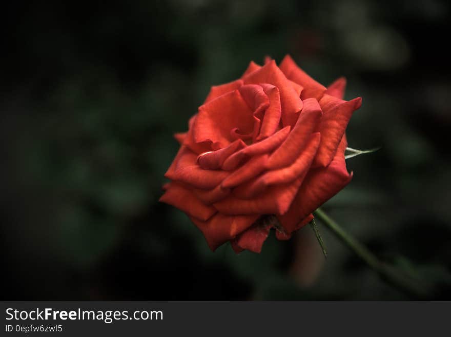 Close up of red rose on stem in sunny garden. Close up of red rose on stem in sunny garden.