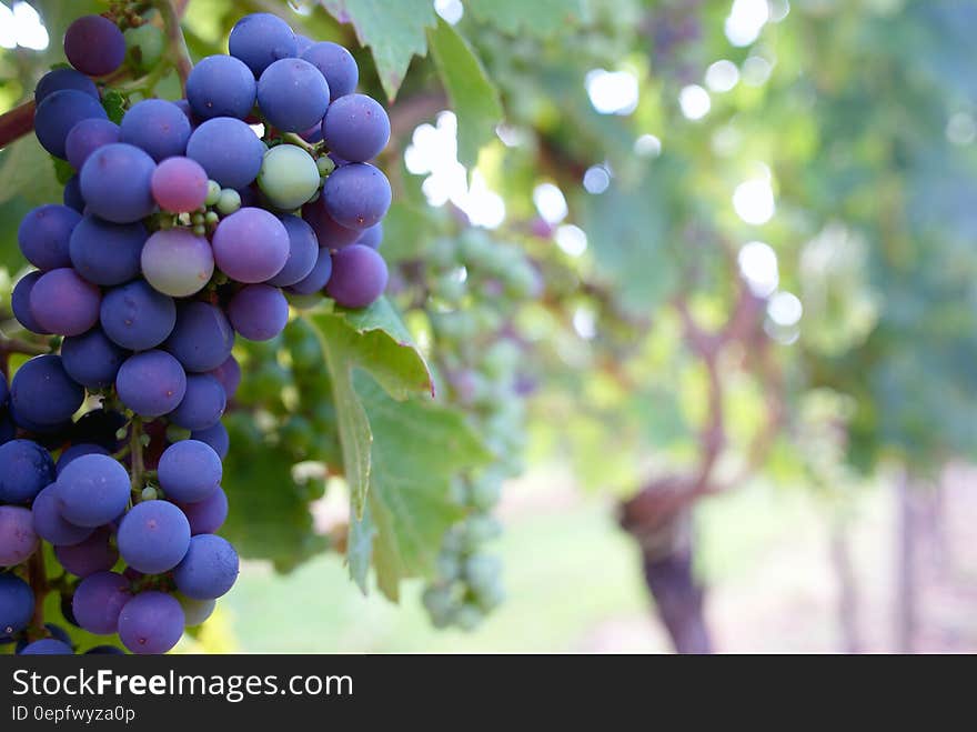 Close Up Photo of Grape Fruit