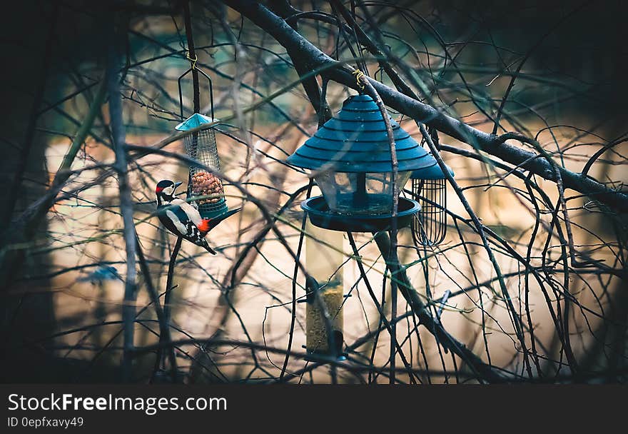 Chaffinch in bare tree and bushes with green bird feeder, sunlit background. Chaffinch in bare tree and bushes with green bird feeder, sunlit background.