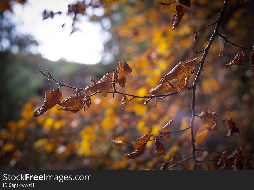 Selective Focus of Withered Leaves of Tree