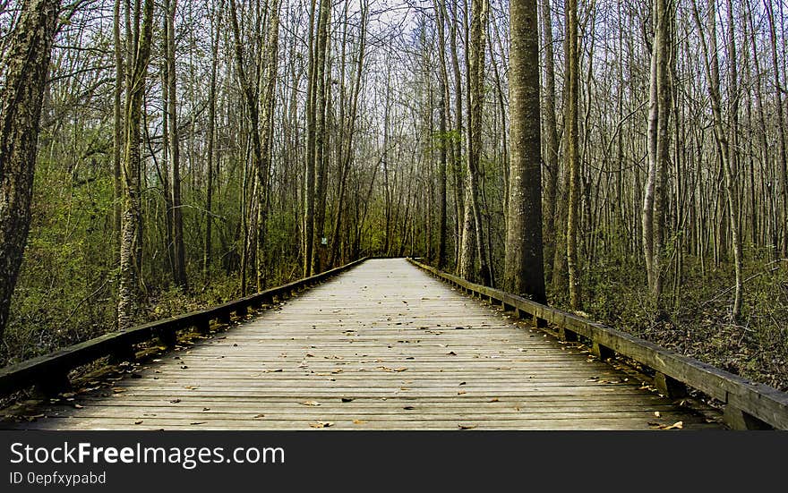 Brown Wooden Bridge Between Lifeless Tree Under Clear Blue Sky during Day Time