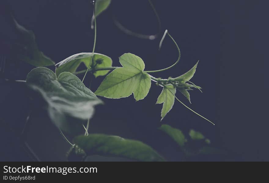 Close up of green leaves on vine against black.