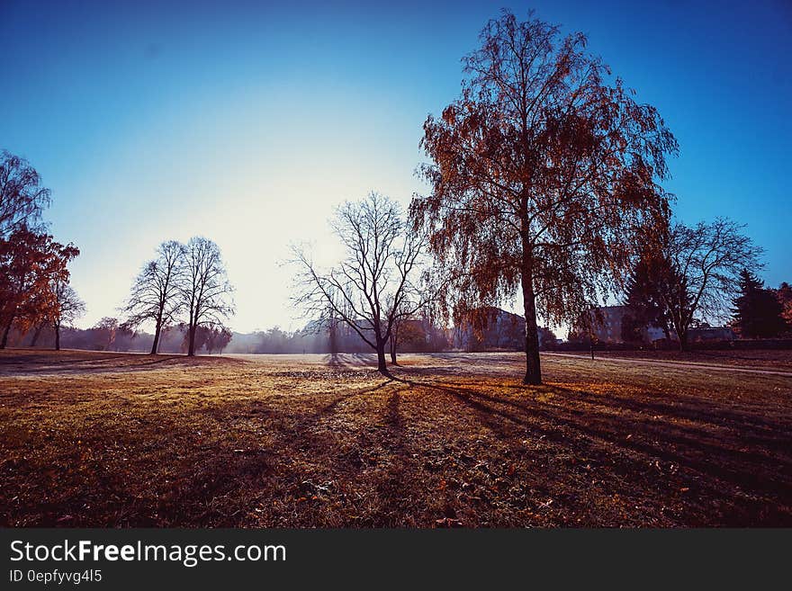 Brown Leaf Tree Under the Blue Sky