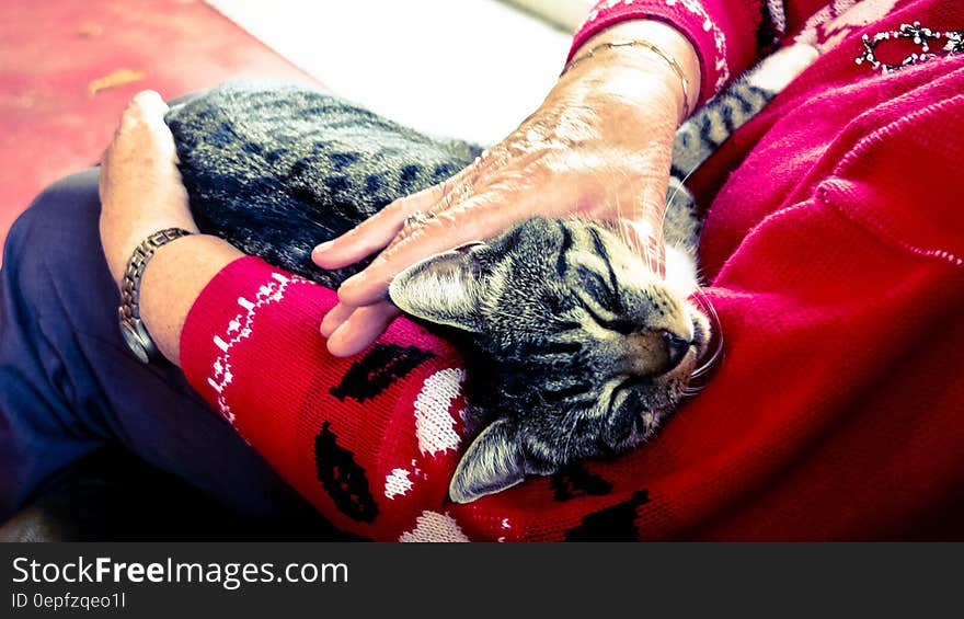 Silver Tabby Cat Sleeping on Person Hand